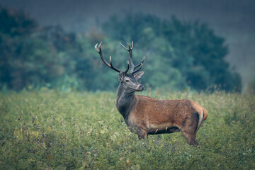 Majestic Red Deer in natural habitat (Cervus elaphus)