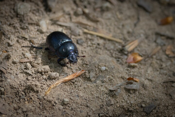 Przyroda w Paśmie Jaworzyny Krynickiej. Widok na insekta.