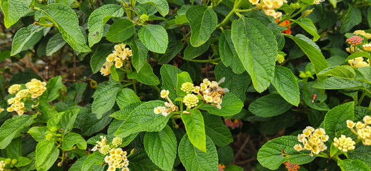 colorful flowers in tropical garden amidst green