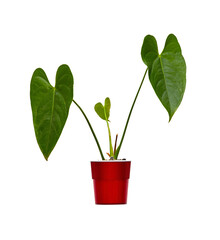 houseplant anthurium in a red pot on a white background