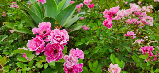 colorful flowers in tropical garden amidst green