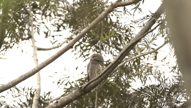Owl on tree branch, searching for prey