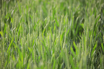 Green wheat field on a sunny day