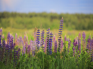 Multi-colored lupins on a background of green grass
