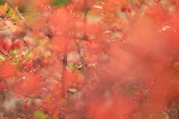 Autumn abstraction, barberry course out of focus