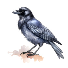 Crow Bird Watercolor Clipart, Beautiful Watercoloured Design for your Project