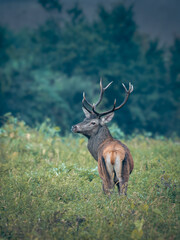 Majestic Red Deer in natural habitat (Cervus elaphus)