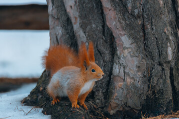 Portrait of a squirrel. Urban wildlife. Eurasian red squirrel (Sciurus vulgaris). Ukraine. Forest. Feeding the animal. Winter animal
