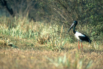 Jabiru d'Asie,.Ephippiorhynchus asiaticus, Black necked Stork, Parc national de Keoladeo, Inde