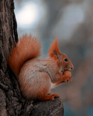 Portrait of a squirrel. Urban wildlife. Eurasian red squirrel (Sciurus vulgaris). Ukraine. Forest. Feeding the animal. Winter animal
