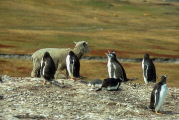 Fototapeta premium Manchot papou, .Pygoscelis papua, Gentoo Penguin, mouton de Falkland, Iles Falkland, Malouines