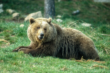 Fototapeta premium Ours brun, Ursus arctos