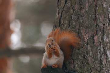 Portrait of a squirrel. Urban wildlife. Eurasian red squirrel (Sciurus vulgaris). Ukraine. Forest. Feeding the animal. Winter animal