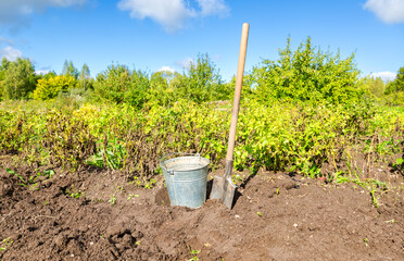 Freshly harvested organic potatoes in metal bucket at the vegetable garden - 725440881