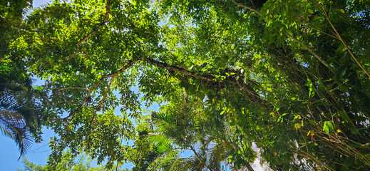 green tropical foliage in forest on the Brazilian coast