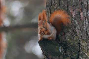Portrait of a squirrel. Urban wildlife. Eurasian red squirrel (Sciurus vulgaris). Ukraine. Forest. Feeding the animal. Winter animal
