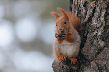 Portrait of a squirrel. Urban wildlife. Eurasian red squirrel (Sciurus vulgaris). Ukraine. Forest. Feeding the animal. Winter animal