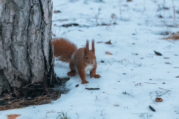 Portrait of a squirrel. Urban wildlife. Eurasian red squirrel (Sciurus vulgaris). Ukraine. Forest. Feeding the animal. Winter animal