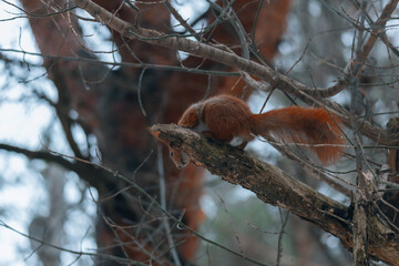 Portrait of a squirrel. Urban wildlife. Eurasian red squirrel (Sciurus vulgaris). Ukraine. Forest....