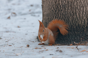 Portrait of a squirrel. Urban wildlife. Eurasian red squirrel (Sciurus vulgaris). Ukraine. Forest. Feeding the animal. Winter animal
