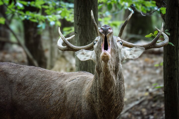 Close-up of a Red Deer (Cervus elaphus) bellowing with open mouth, showcasing impressive antlers...