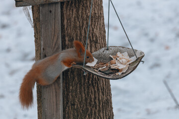 Portrait of a squirrel. Urban wildlife. Eurasian red squirrel (Sciurus vulgaris). Ukraine. Forest. Feeding the animal. Winter animal