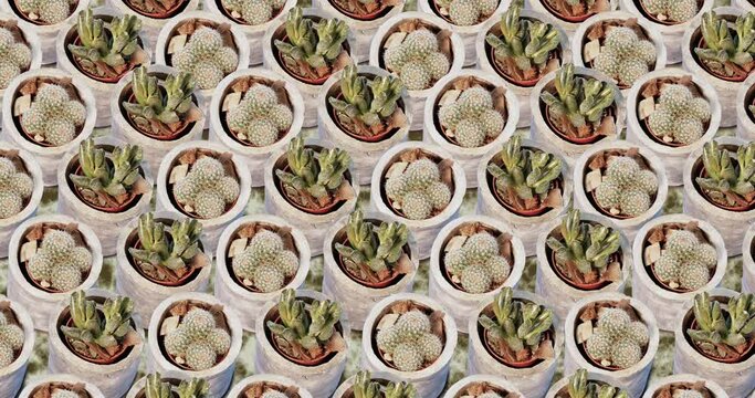 Concrete. Succulents. Modern interior decor.  Isometric projection of a handmade cachepot with a variety of floral plants