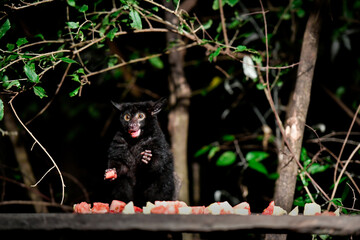 bush baby at night foraging