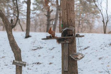 Portrait of a squirrel. Urban wildlife. Eurasian red squirrel (Sciurus vulgaris). Ukraine. Forest. Feeding the animal. Winter animal