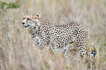 cheetah  in the vast wilderness of Africa