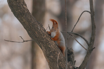 Portrait of a squirrel. Urban wildlife. Eurasian red squirrel (Sciurus vulgaris). Ukraine. Forest. Feeding the animal. Winter animal