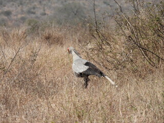 wolfberg arch , caves , hyena , kruger national park 
