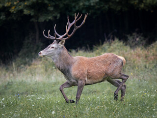 Striding Red Deer (Cervus elaphus) captured in motion across a meadow, with its robust antlers and focused gaze.