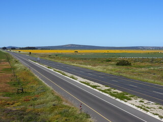 Wolfberg , Flowers , Table Mountain , Kruger 