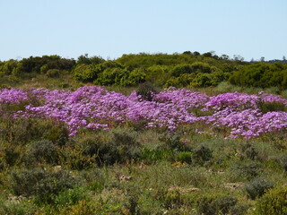 Wolfberg , Flowers , Table Mountain , Kruger 