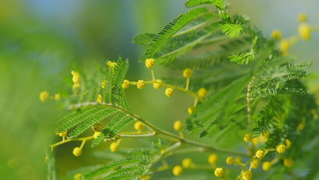 Yellow Mimosa In Sunlight. Yellow Gold Flowering Mimosa Tree. Acacia Dealbata In Bloom. Still.