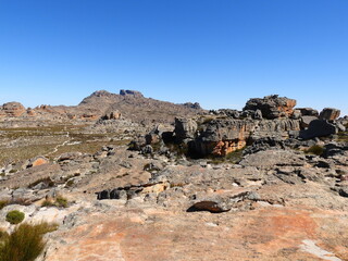 Wolfberg , Flowers , Table Mountain , Kruger 