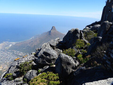 Wolfberg , Flowers , Table Mountain , Kruger 