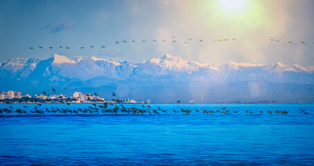 background with birds, sea and snow covered mountains