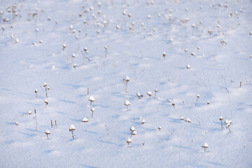 Fototapeta premium Dry forest flowers covered with conical caps of fluffy fresh snow on a snow-covered field glinting from the sun on a sunny winter day. Wild dried flowers in the shape of umbrellas covered with snow.