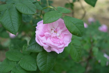 Delicate and beautiful pink, light pink rosebuds, large tea rose bush.