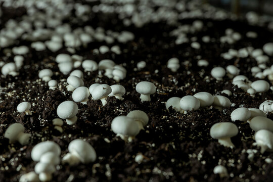 Paris mushroom (Agaricus bisporus) native to Europe and North America, widely cultivated for use in gastronomy. - stock photo