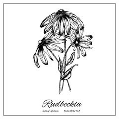 Rudbeckia Coneflower. Bouquet of inked hand drawn flowers for postcard, congratulations, invitation, banner. Isolated on white background. - obrazy, fototapety, plakaty