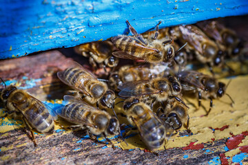 Wooden beehive and bees.The bees return to the beehive after the honeyflow.Honey bees on home...
