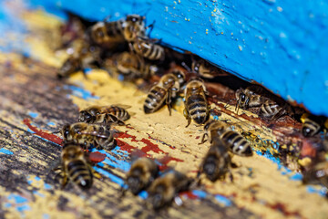 Wooden beehive and bees.The bees return to the beehive after the honeyflow.Honey bees on home apiary, apiculture concept