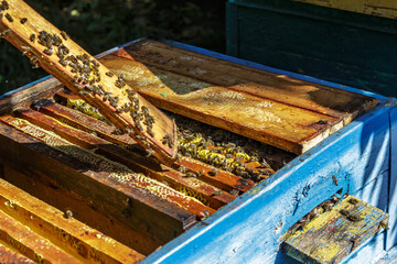 Beekeeper is working with bees and beehives on the apiary.Close up view of opened hive body showing...