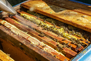 Beekeeper is working with bees and beehives on the apiary.Close up view of opened hive body showing frames populated by honey bees. Apiculture.