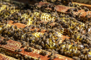 Macro photo of working bees on honeycombs.Beautiful honeycomb with bees close-up.Honey cell with bees.Beekeeping and honey production image.