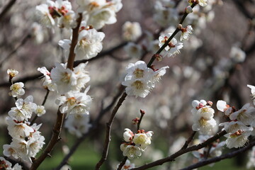 日本の水戸偕楽園　白い梅の花
