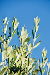 Close-up of olive branch in blue sky.